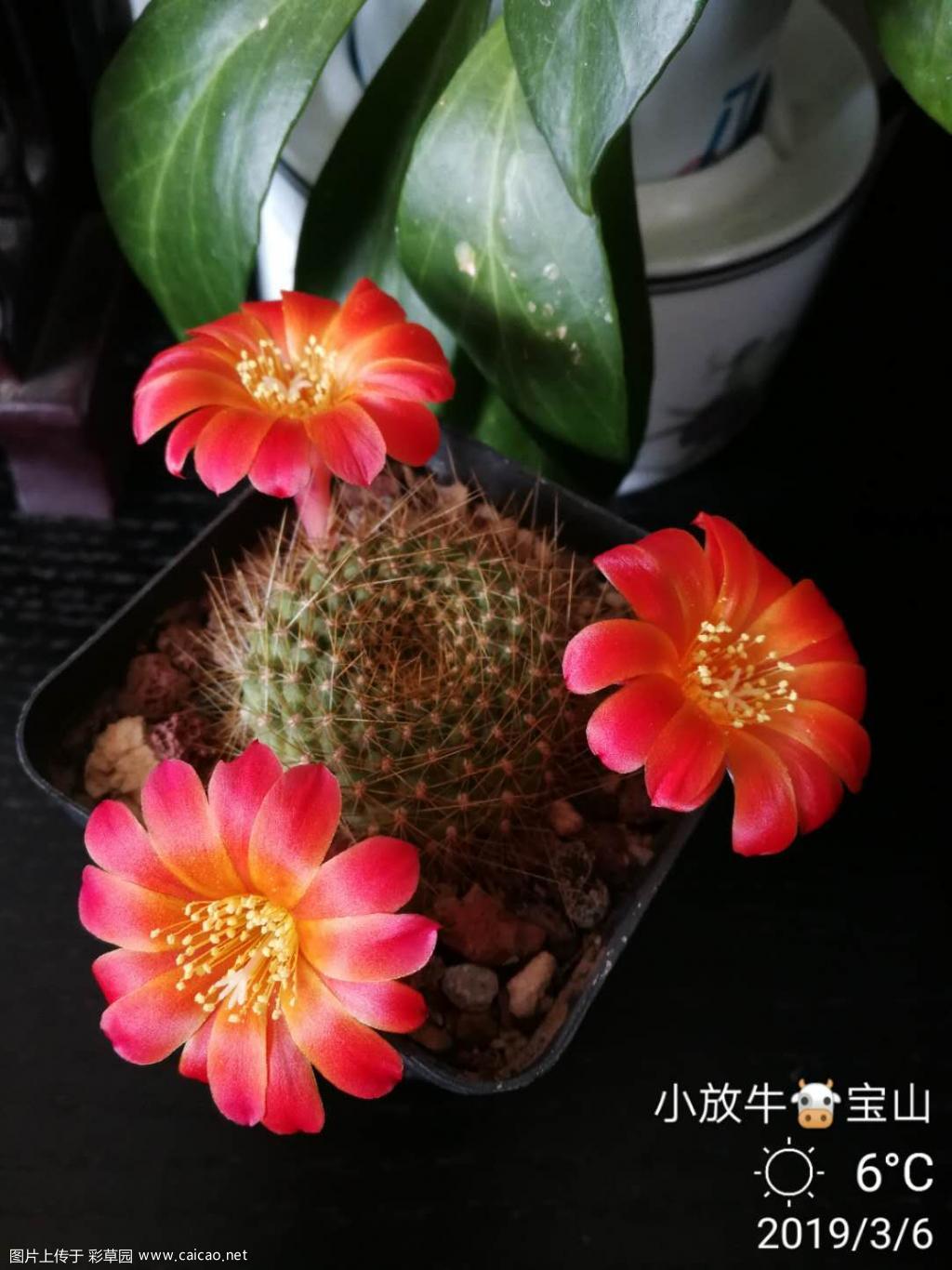 宝山开花
