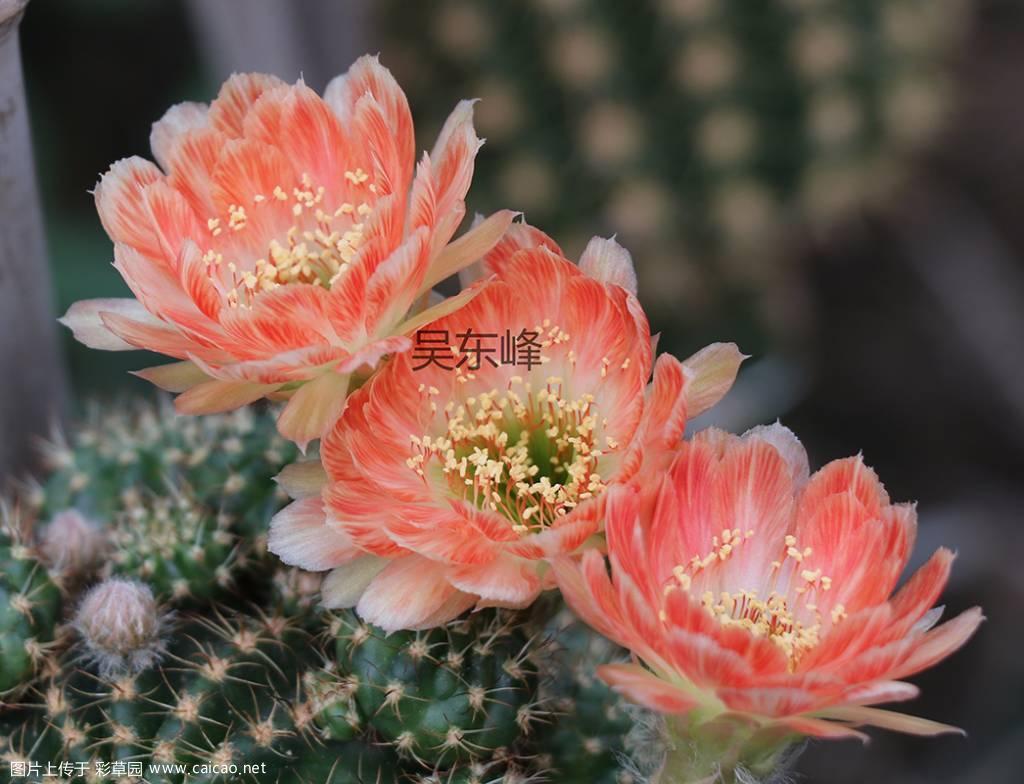 丽花 丹葵  