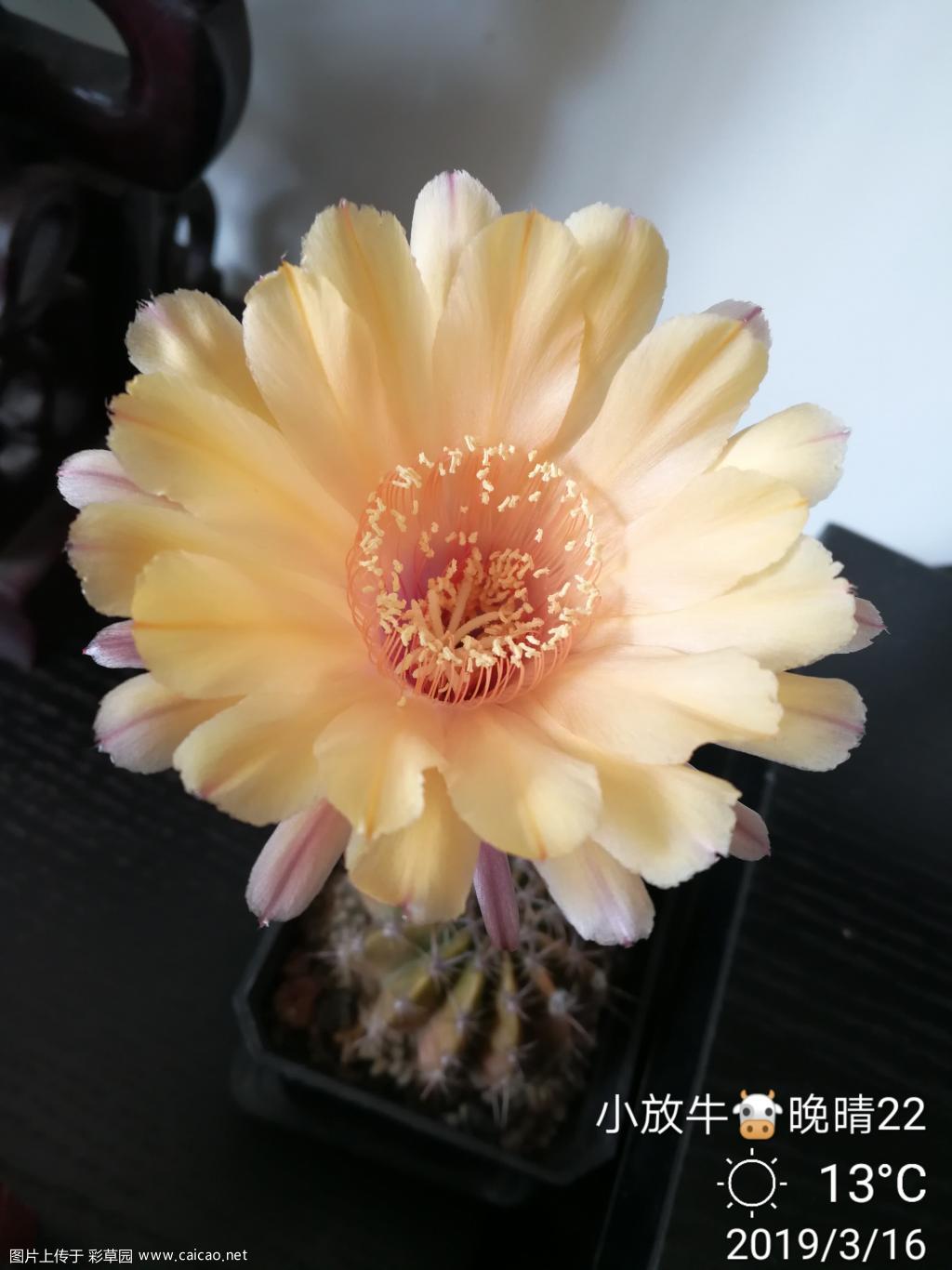 有香味的花