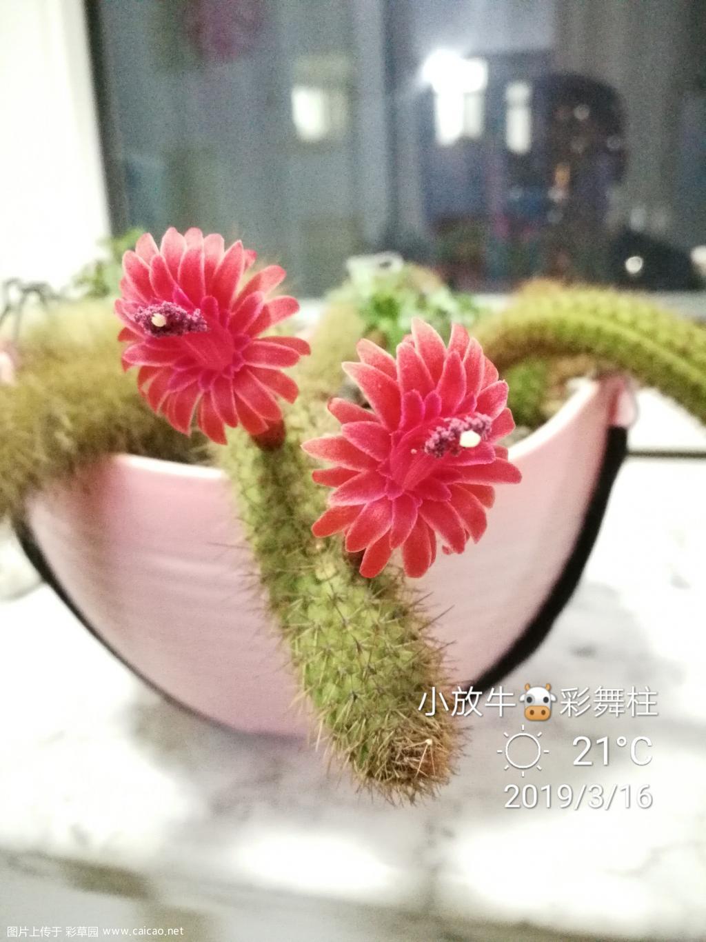 彩舞柱