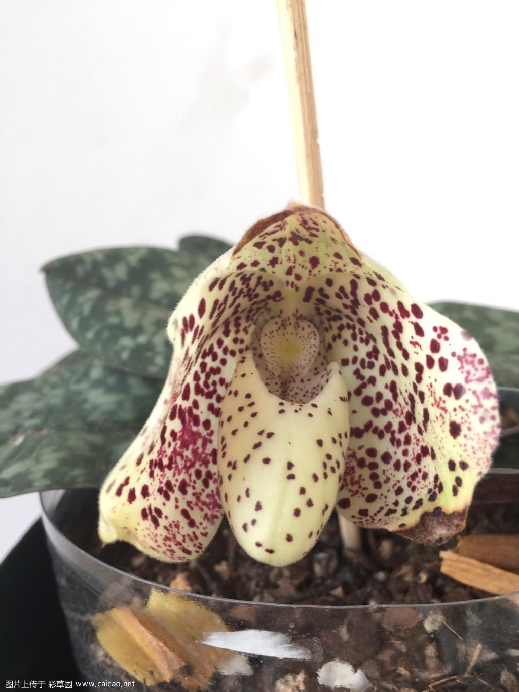 Paphiopedilum bellatulum，花色让人联想到香草奶昔