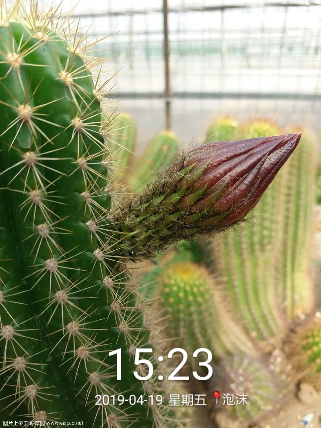 凑热闹看看花苞吧