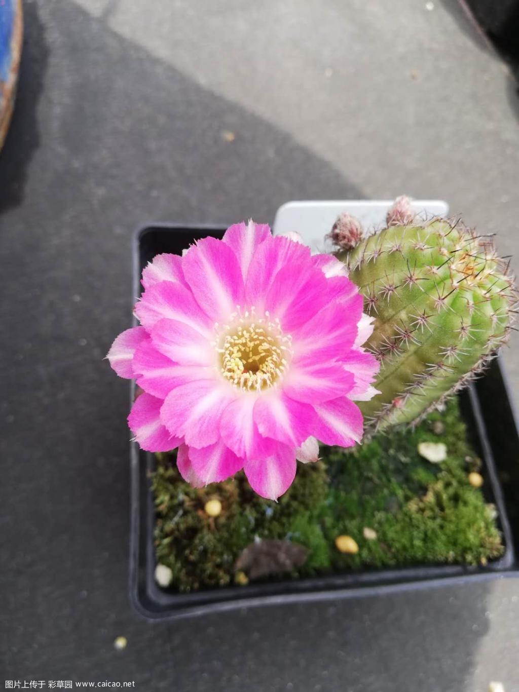 大部队没开小花先开起来