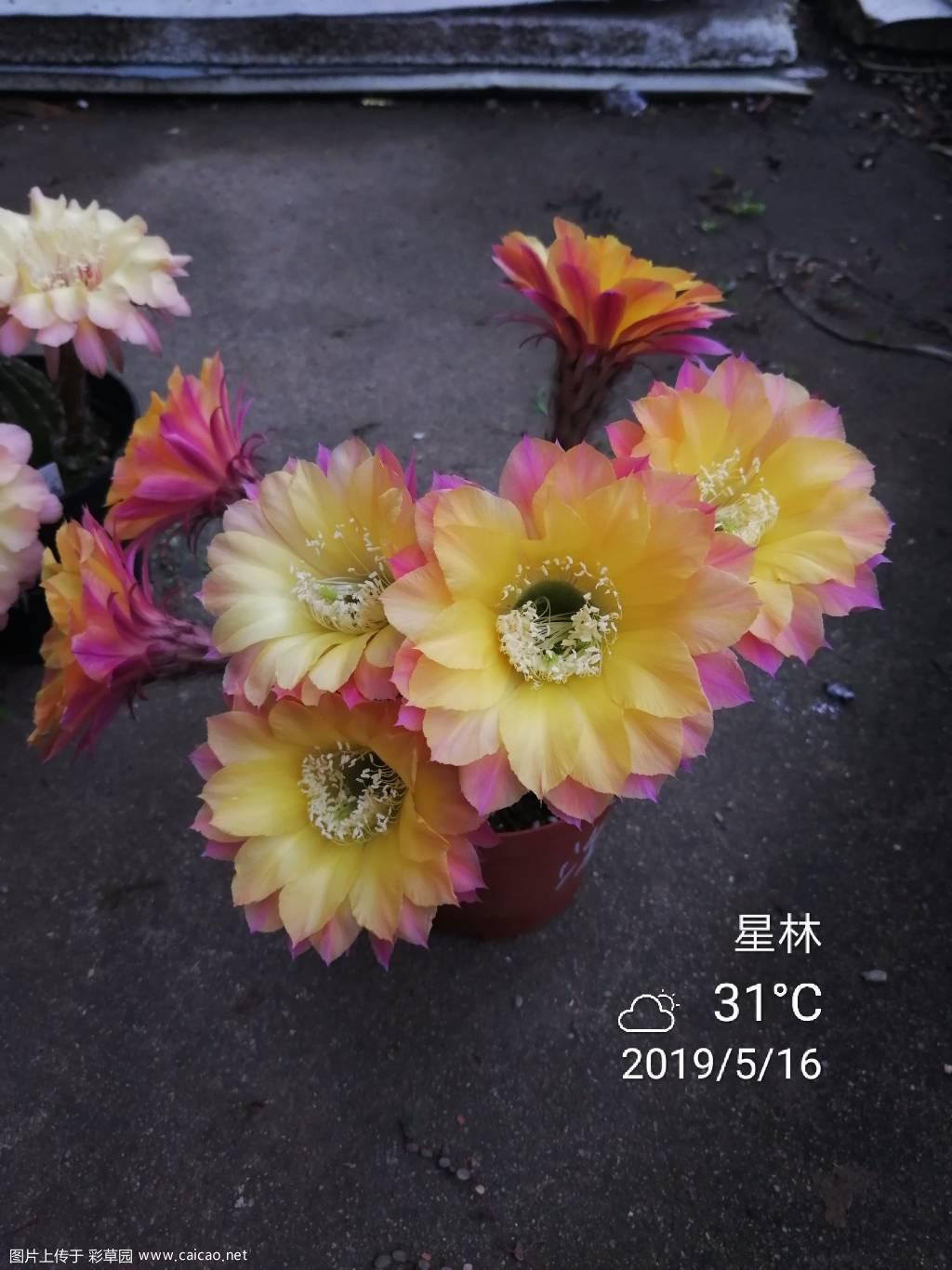 欣赏，口红，波斯菊，欢乐等