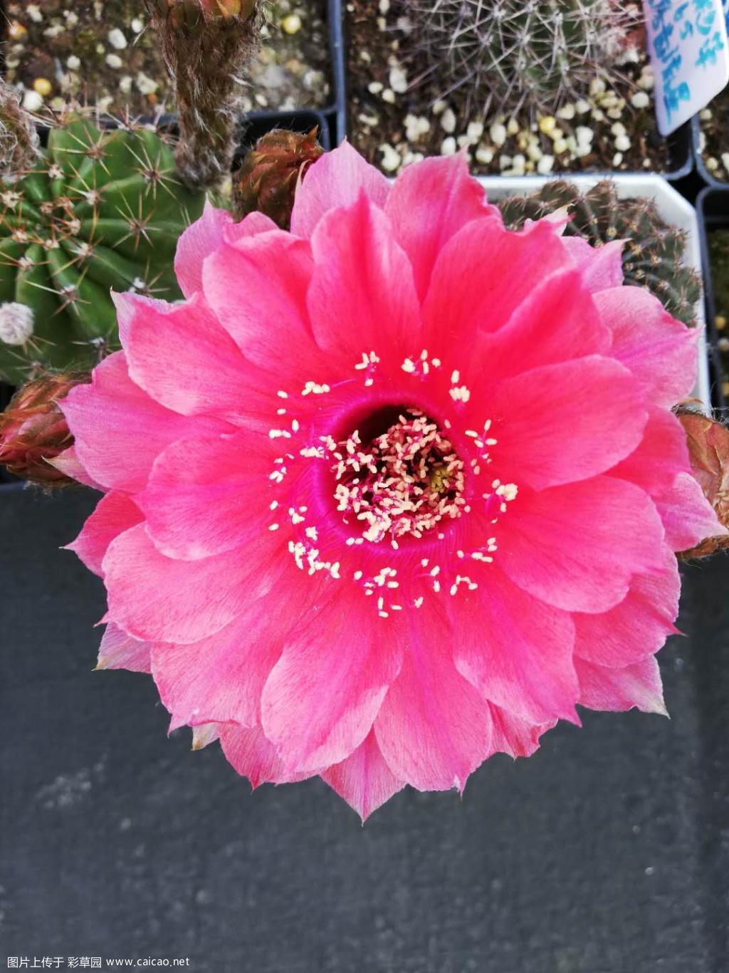 小群开