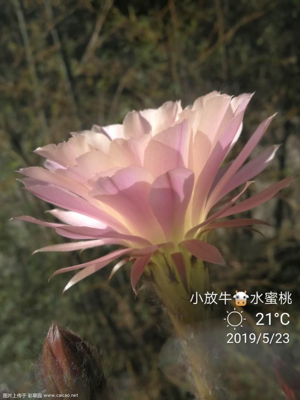 水蜜桃