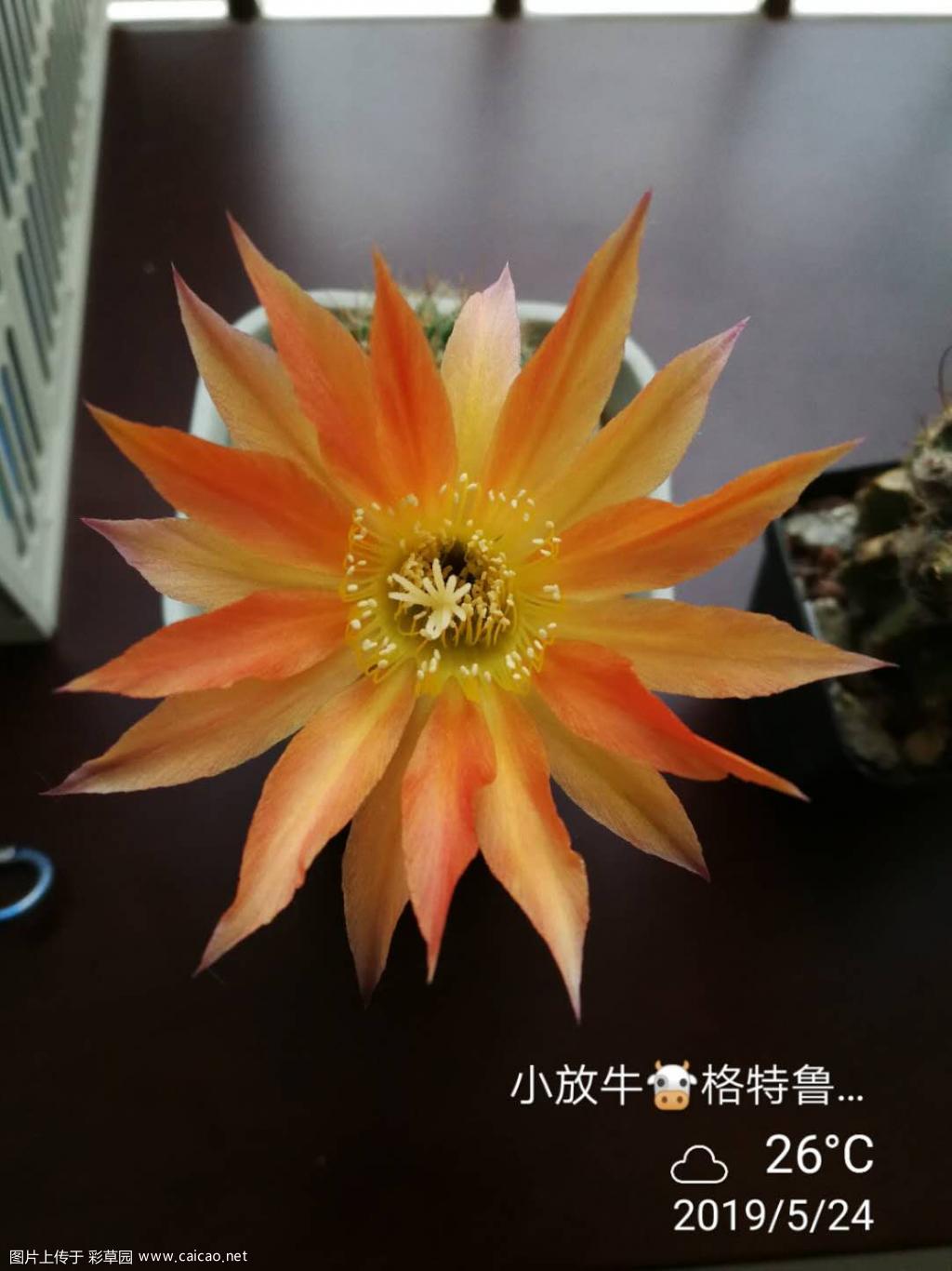 格特鲁德 首花