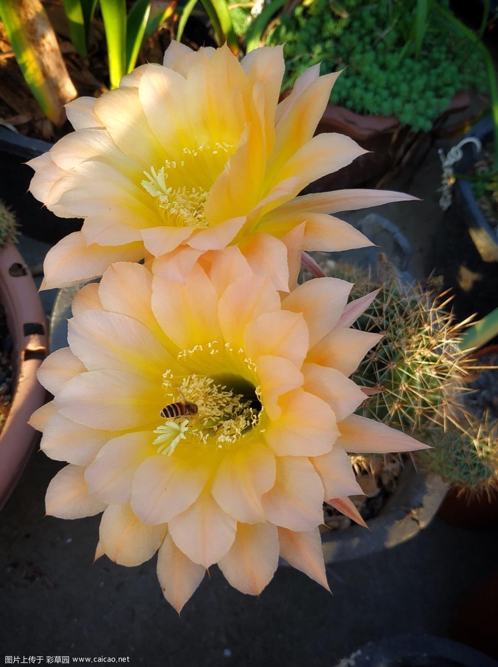 招蜂引蝶