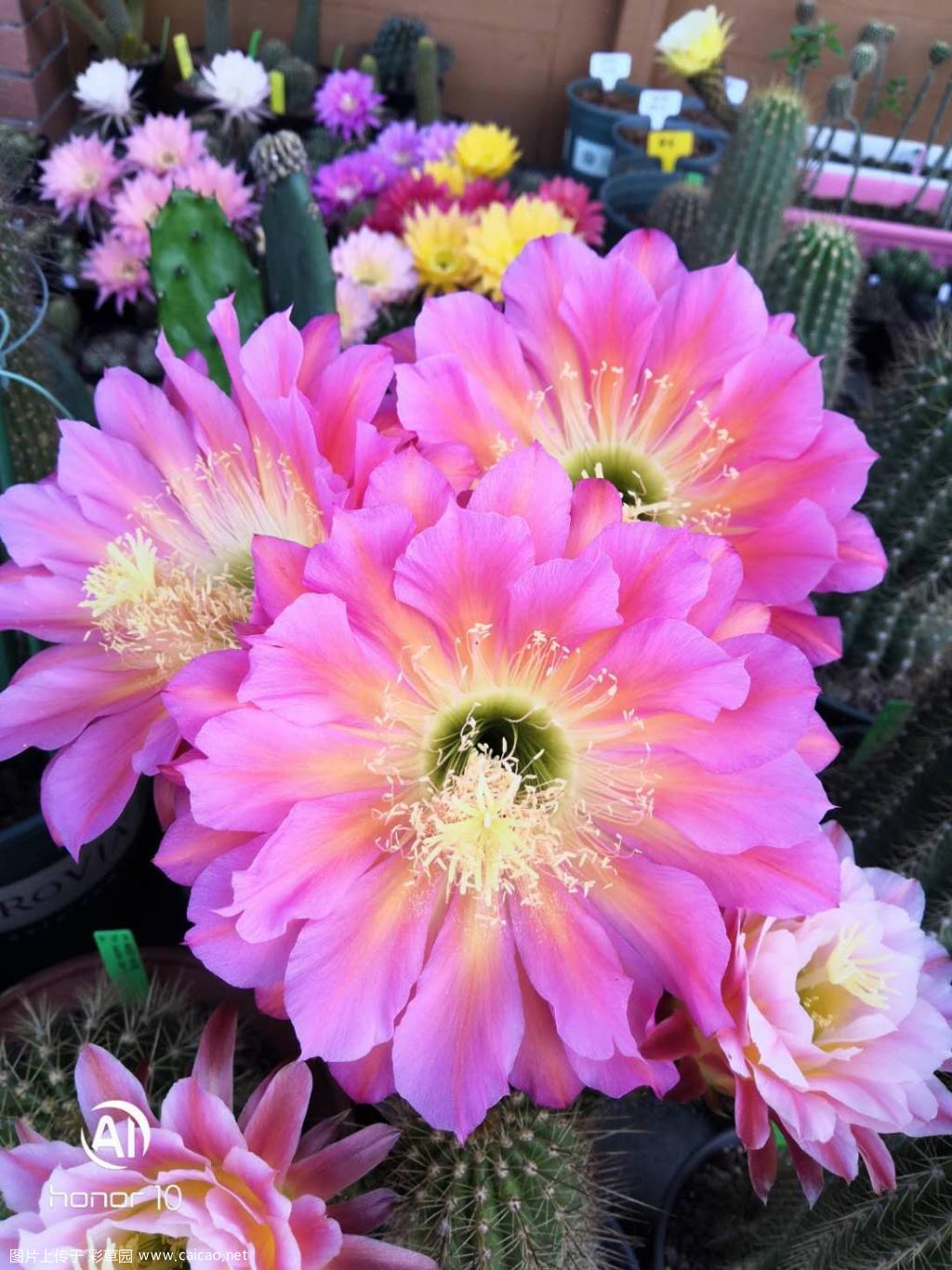 5.24毛花