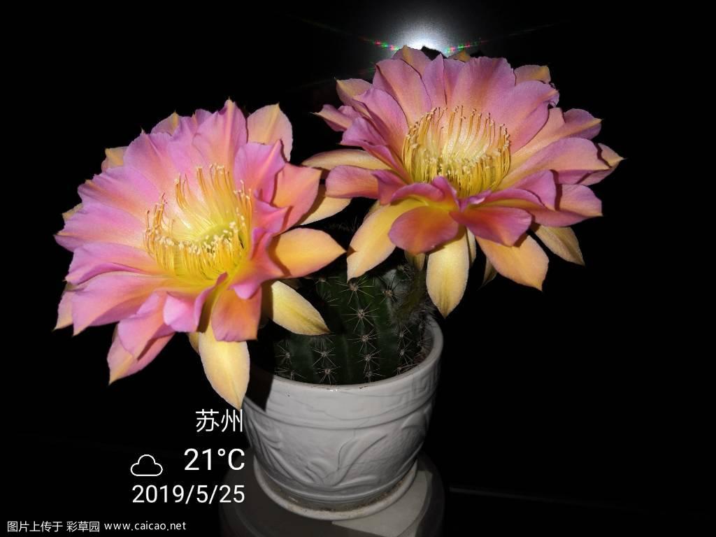 今开超级颜色