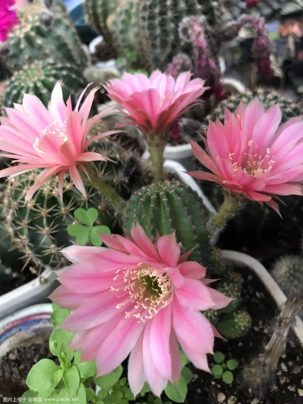 都开花啦