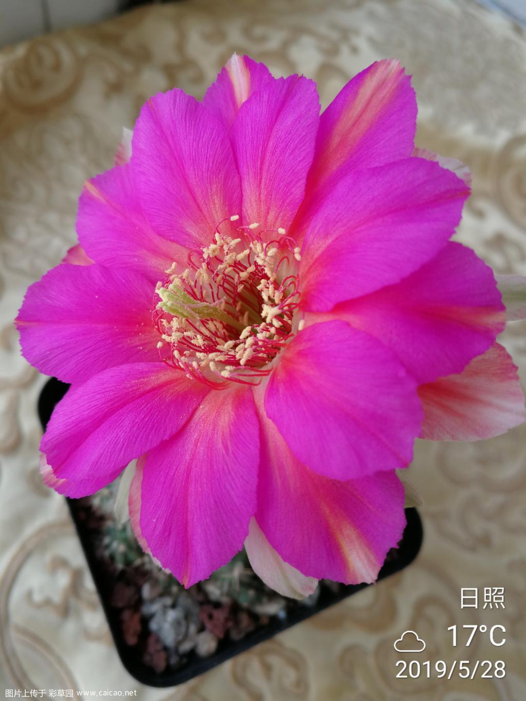 丽花56e