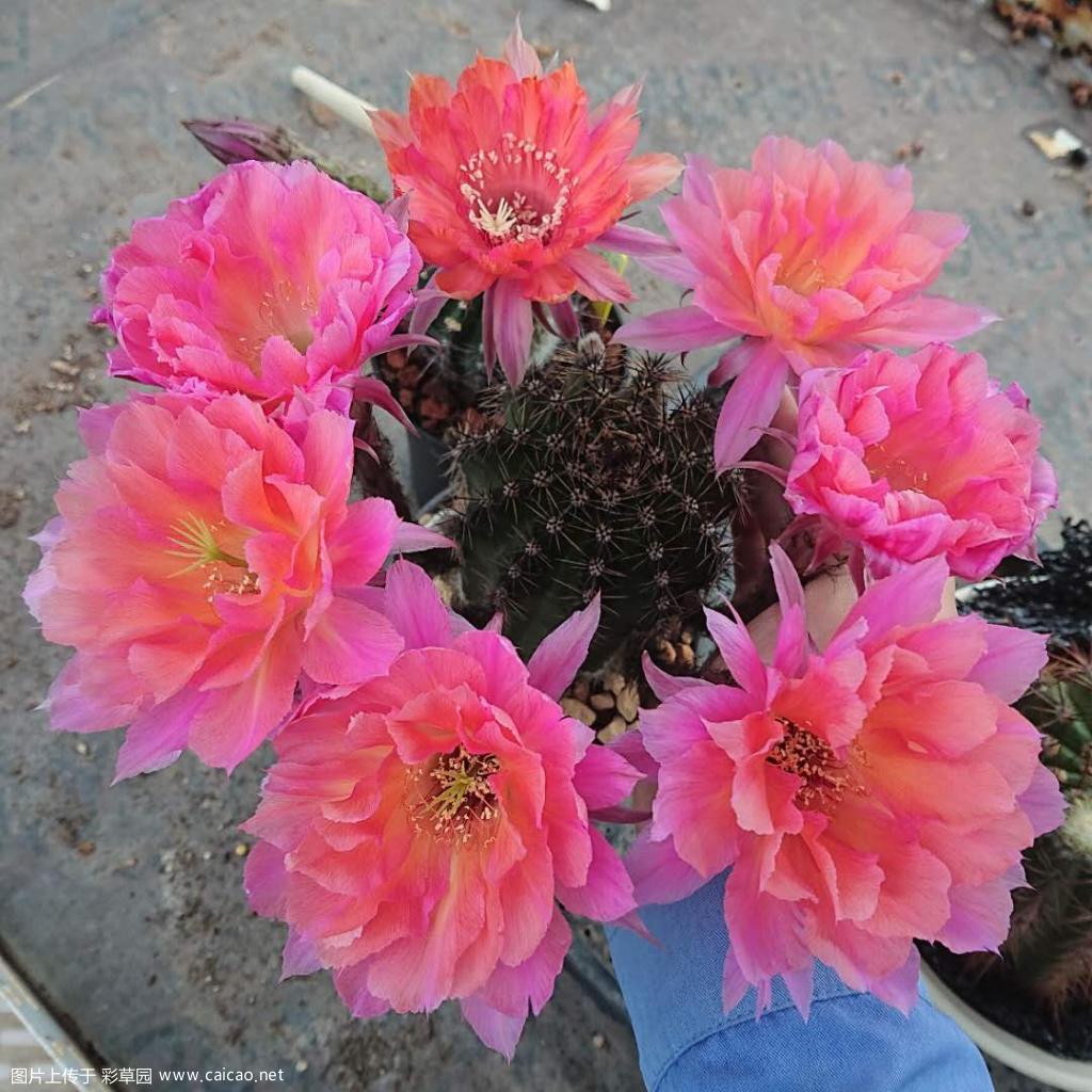 这才是真正的手捧花