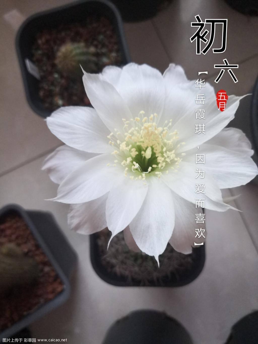丽花就是好