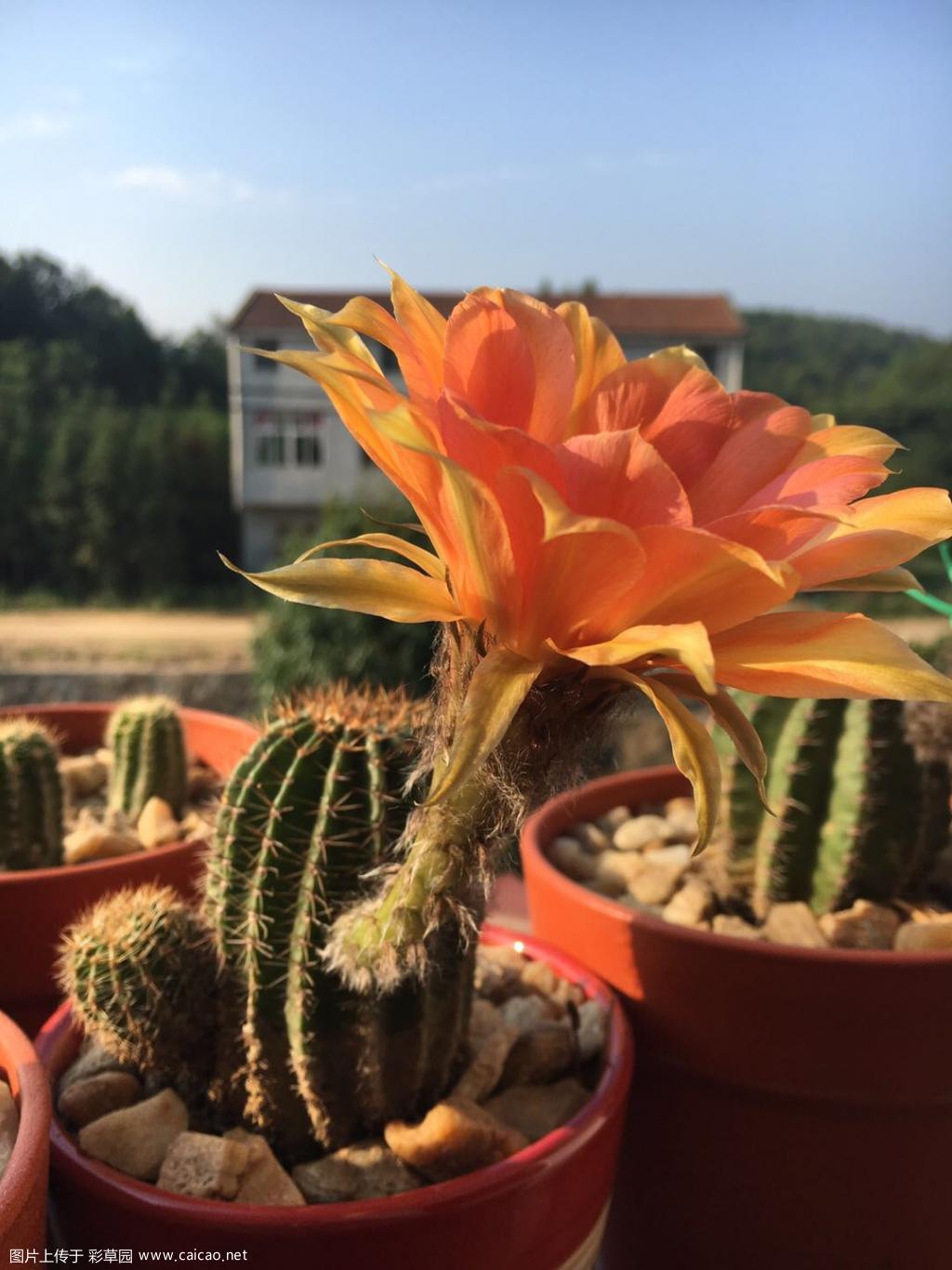 刷刷存在感