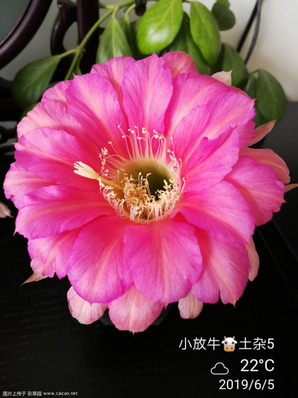 波斯菊