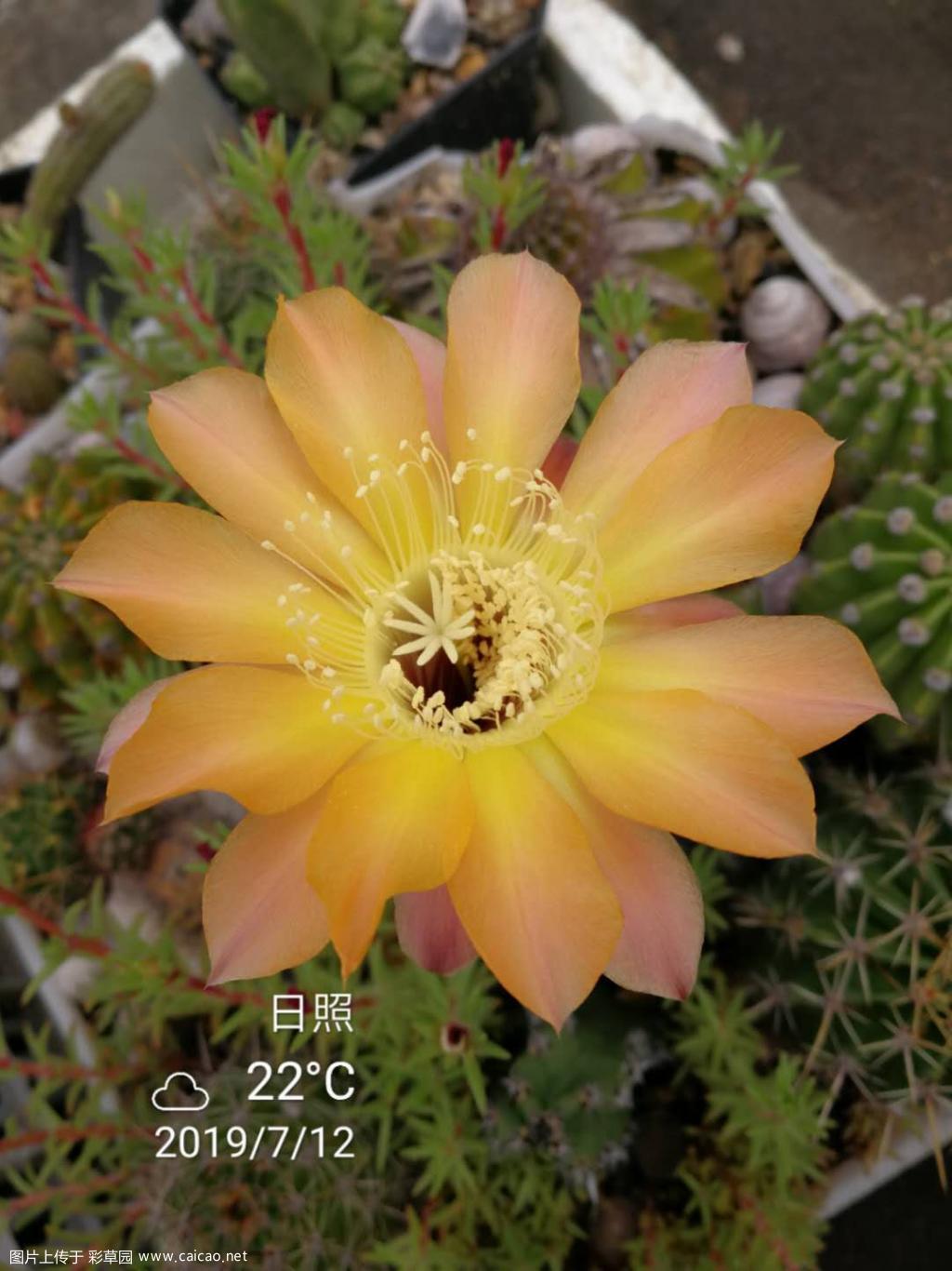 乱七八糟的开的各种花花