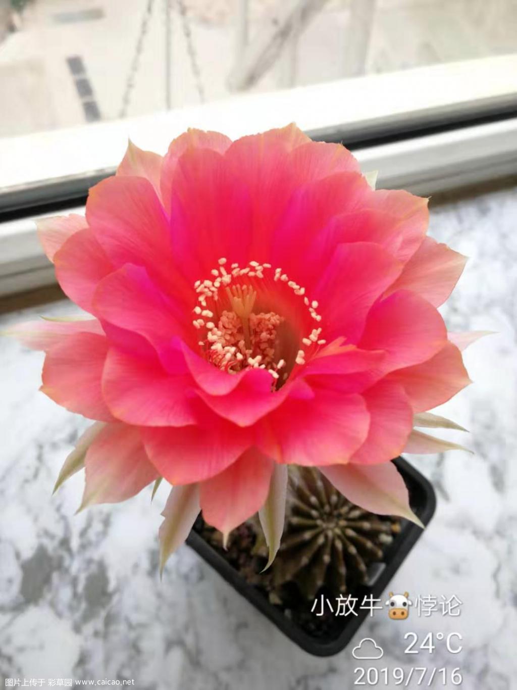盛夏的彩草