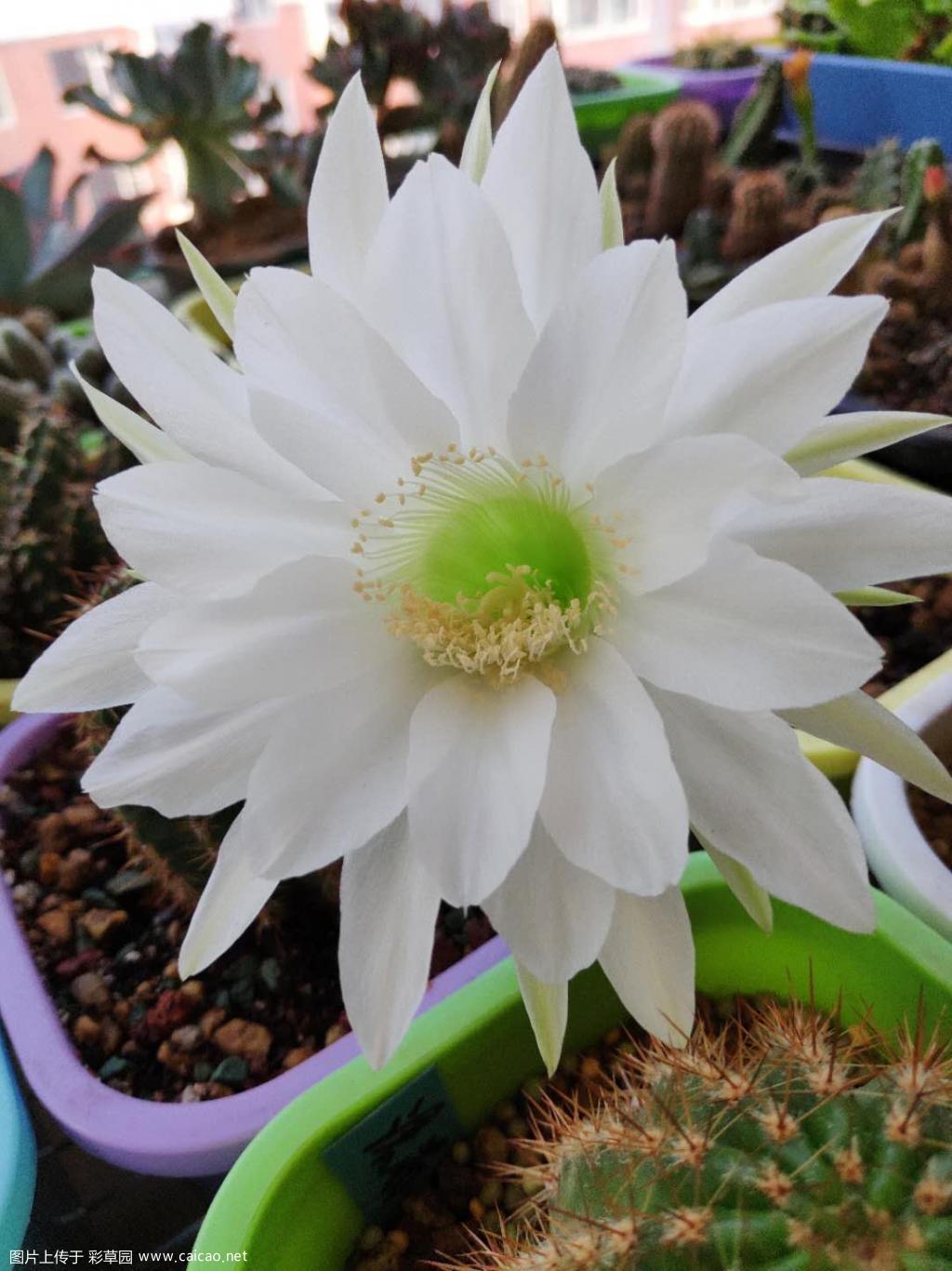 近期美花