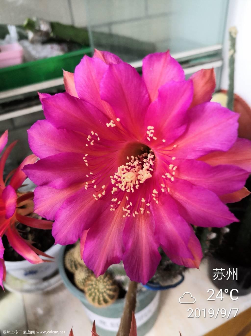 请给并蒂花席杂赐名