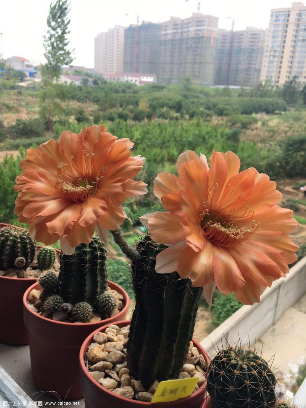 同一个球，每一次绽放！