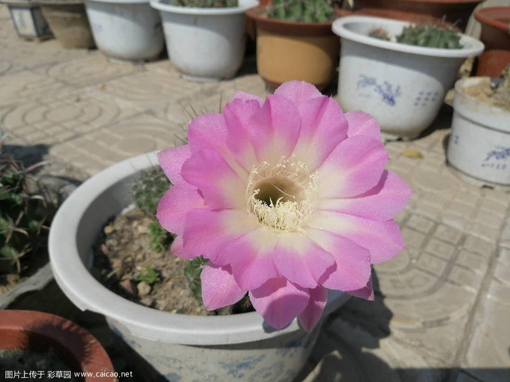 复色彩草，花很端正。