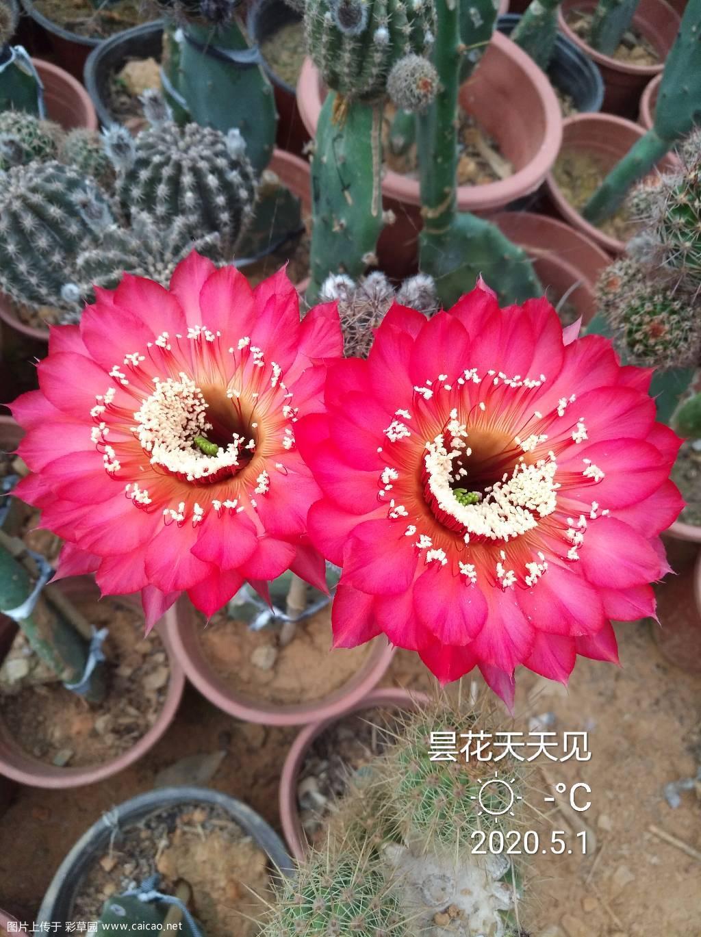 彩草小妖精。复色，短柄，花径10厘米。