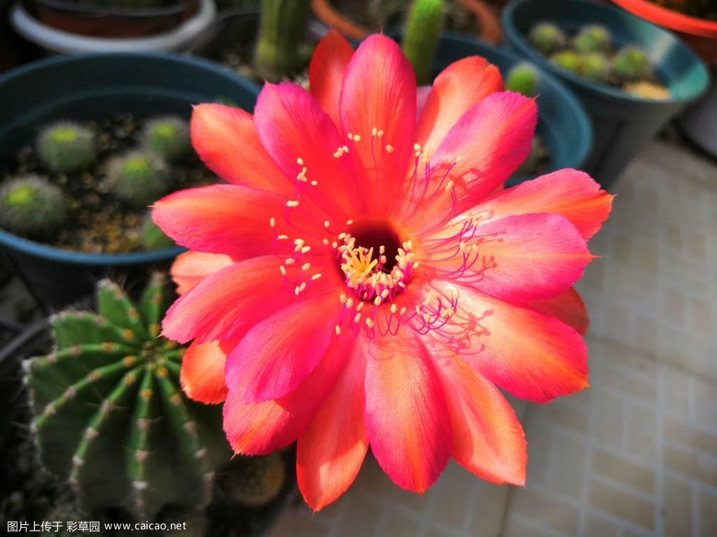 分享几张开花图
