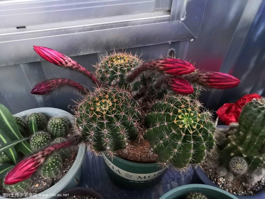 仙人球开花了
