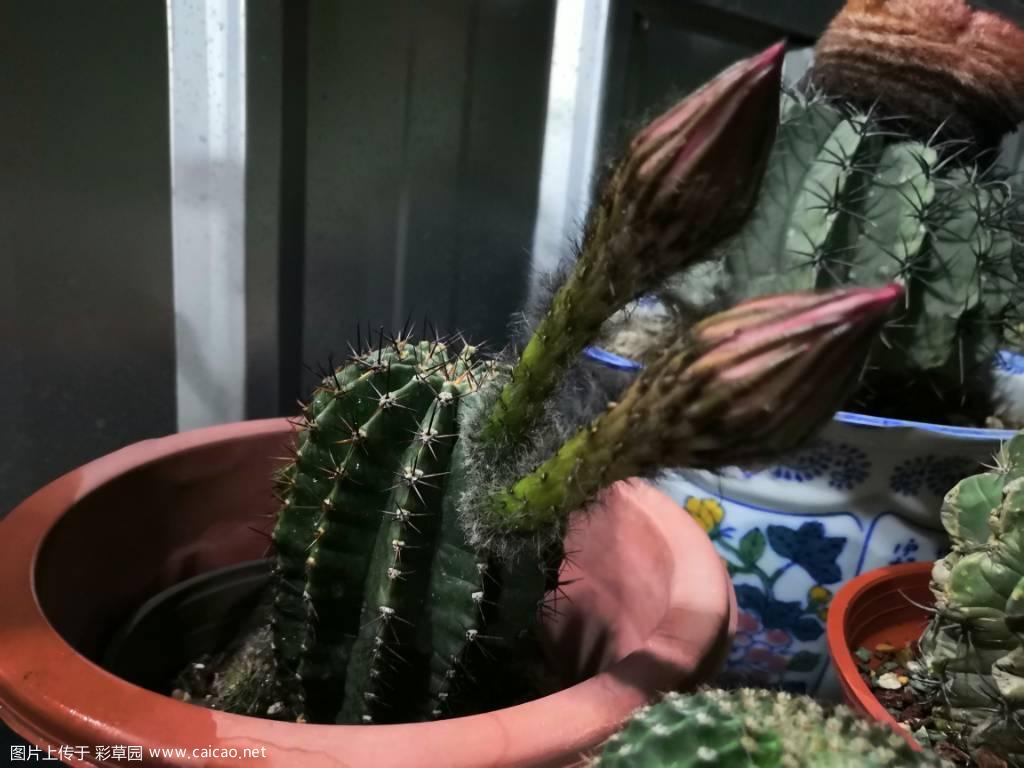 今年第一批开花