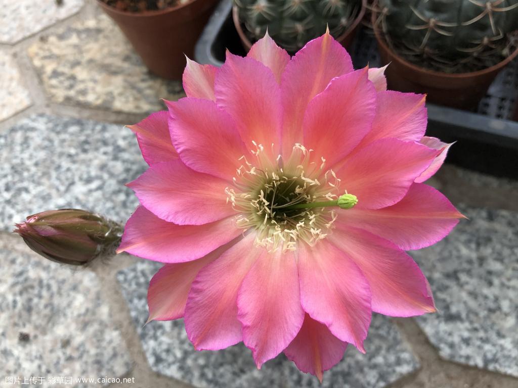 杂交彩草