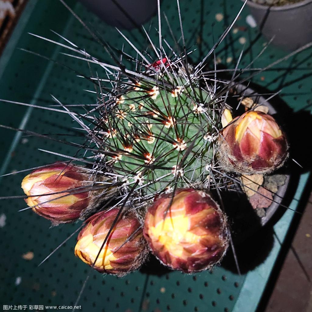 黄花黑喉明天早上能开吧
