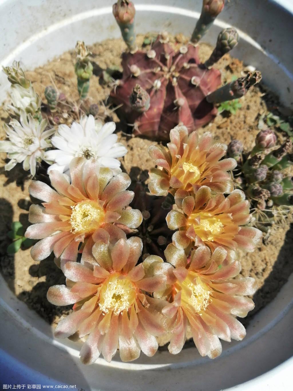 紫牡丹的花，有金属光泽。