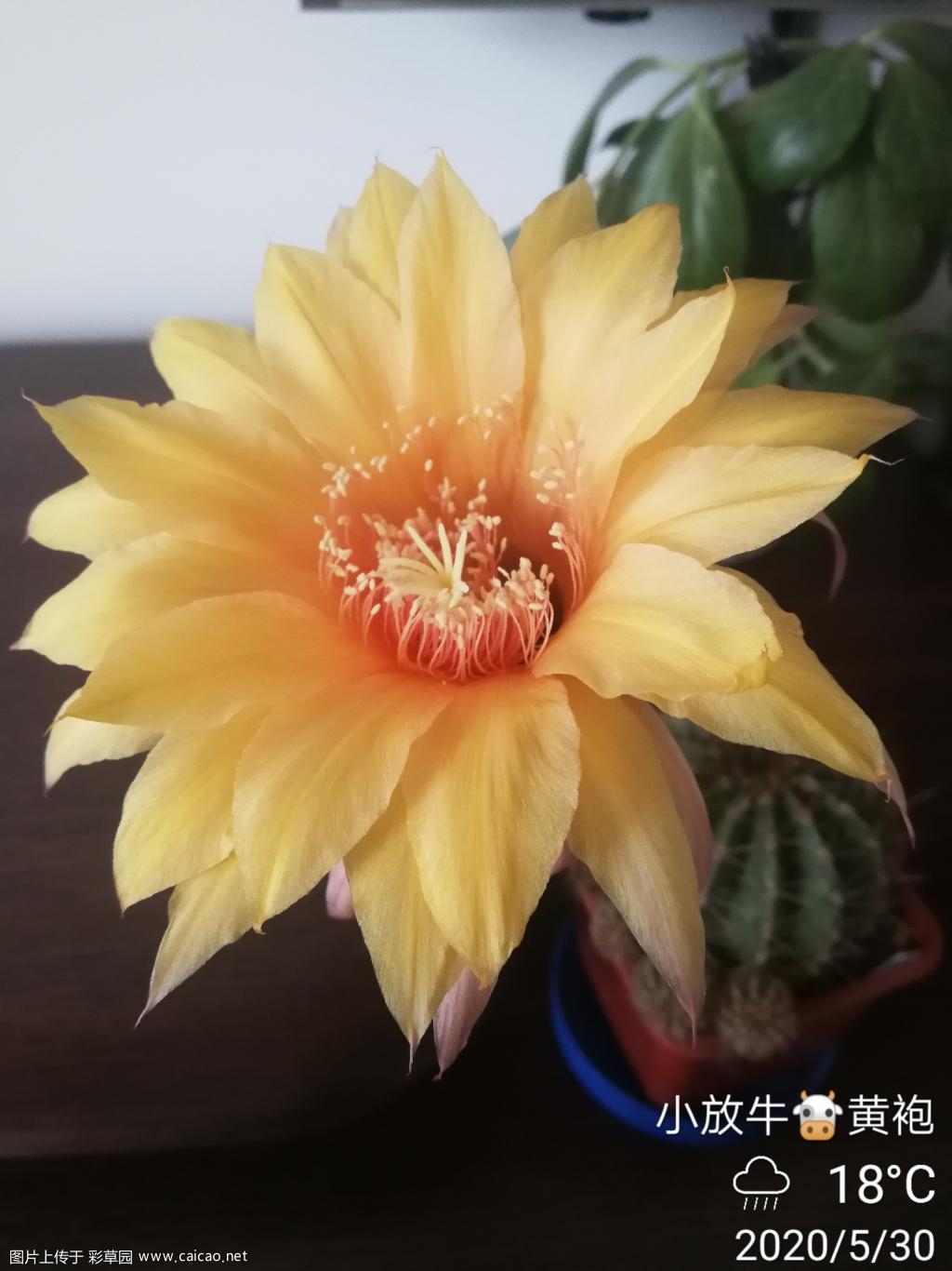 “黄袍”开出“黄鹂”的味道