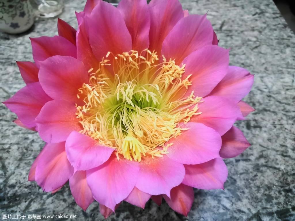 今年开花图