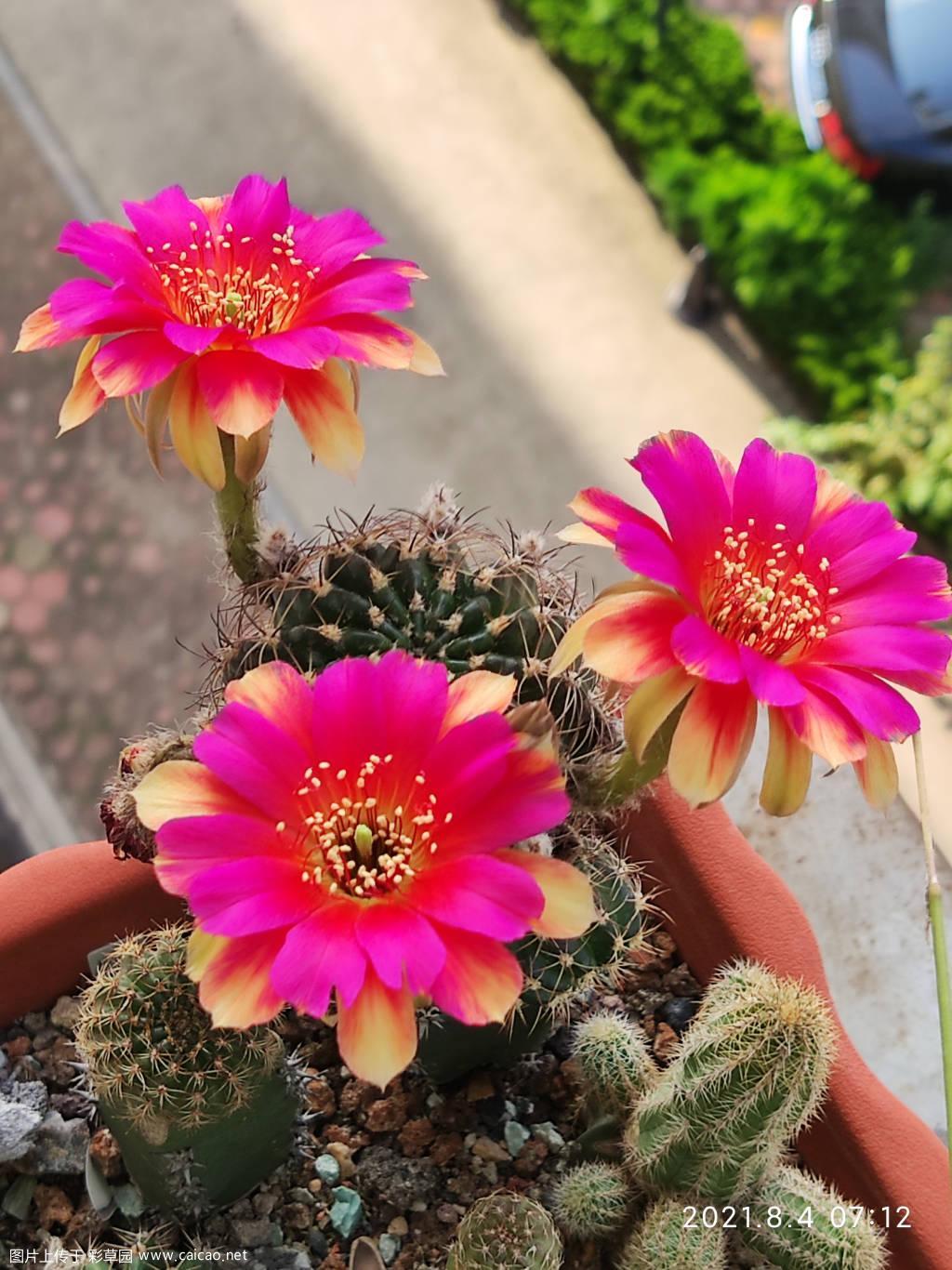 几款丽花