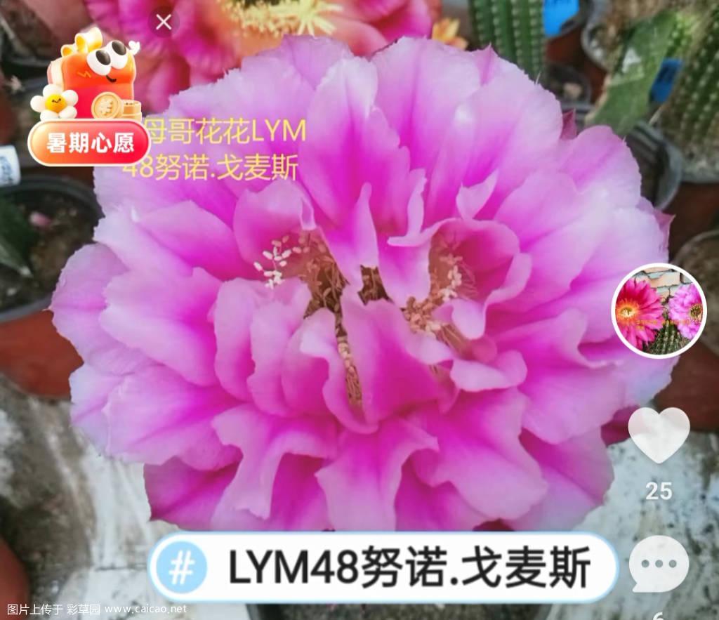 自育彩草LYM48努诺.戈麦斯