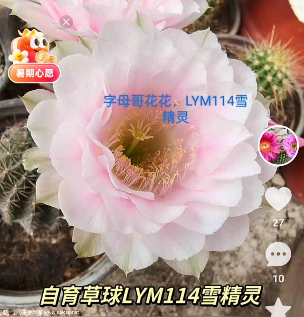 自育彩草LYM114雪精灵