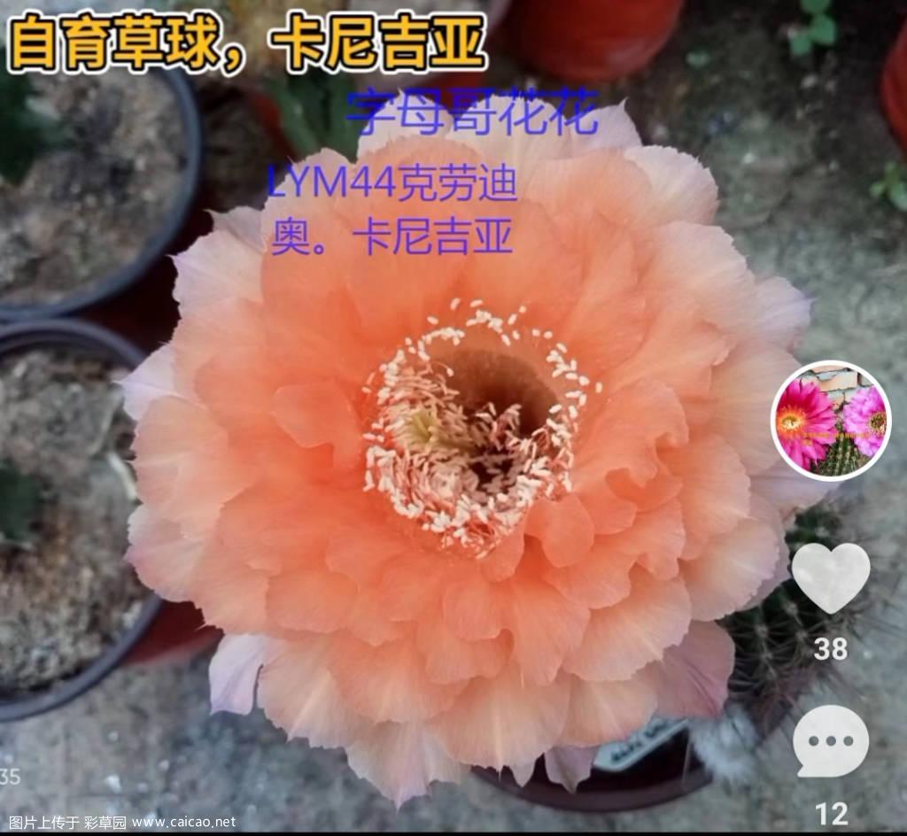 自育彩草LYM44卡尼吉亚