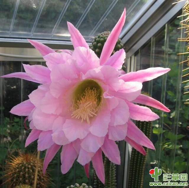 赛弗拉(Theleflora)