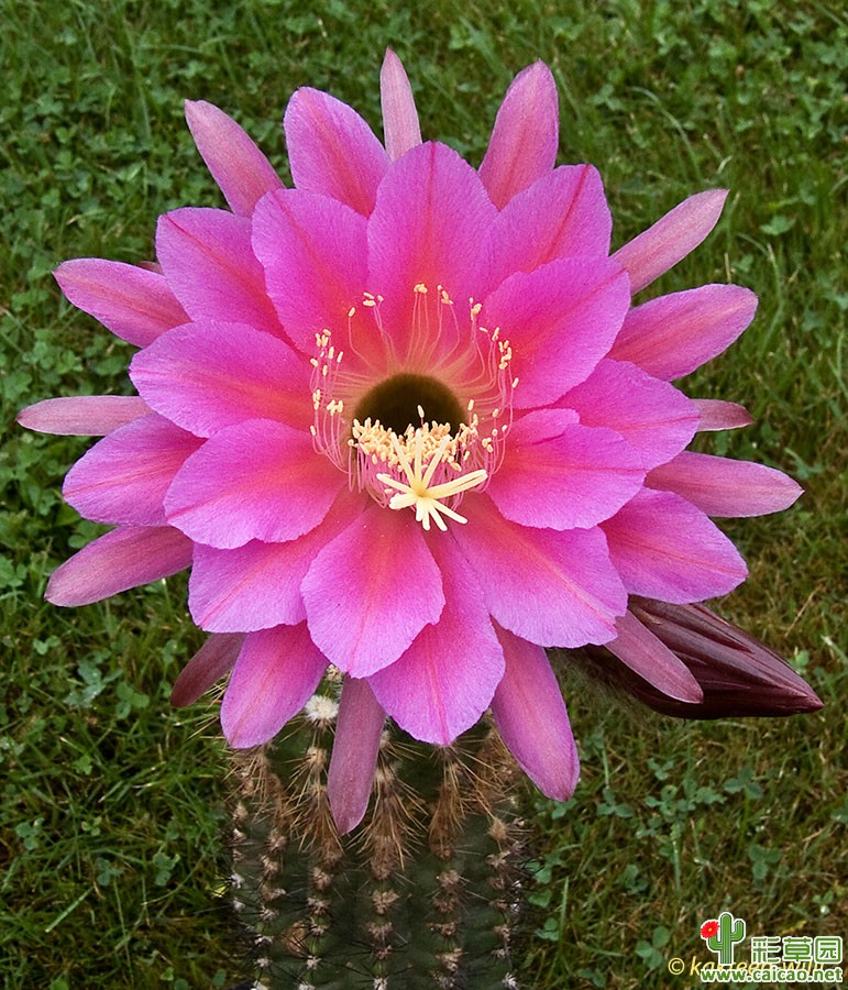 夏洛特（Charlotte）
