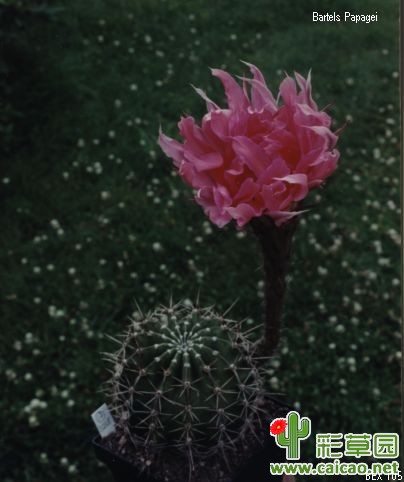 红宝石鹦鹉（Ruby Papagei）BEX