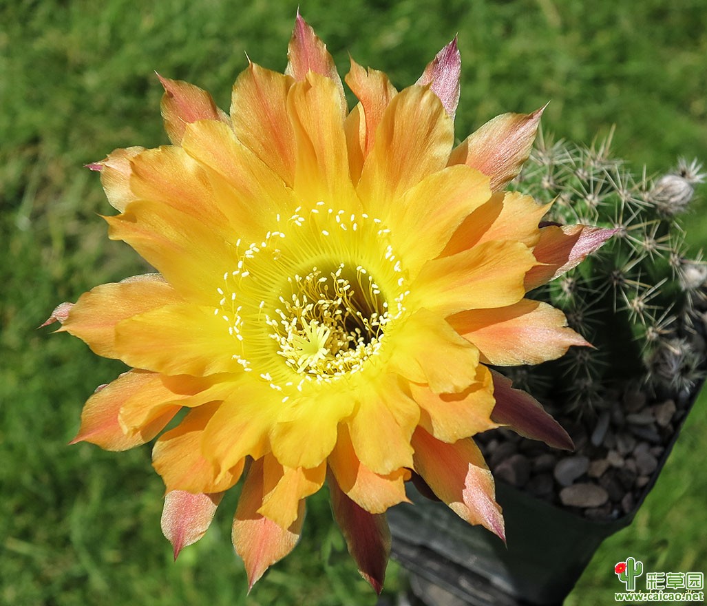 金夏(Goldener Sommer)