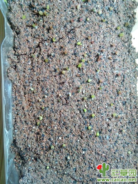 草蜢给的席杂种子，发芽率还不错