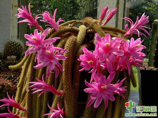 Aporocactus flagelliformis