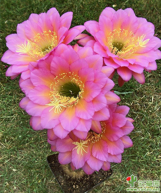 达加提（Dagati）
