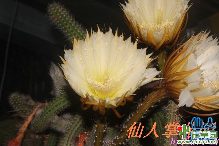 巧克力蛇鞭柱（Selenicereus validus）