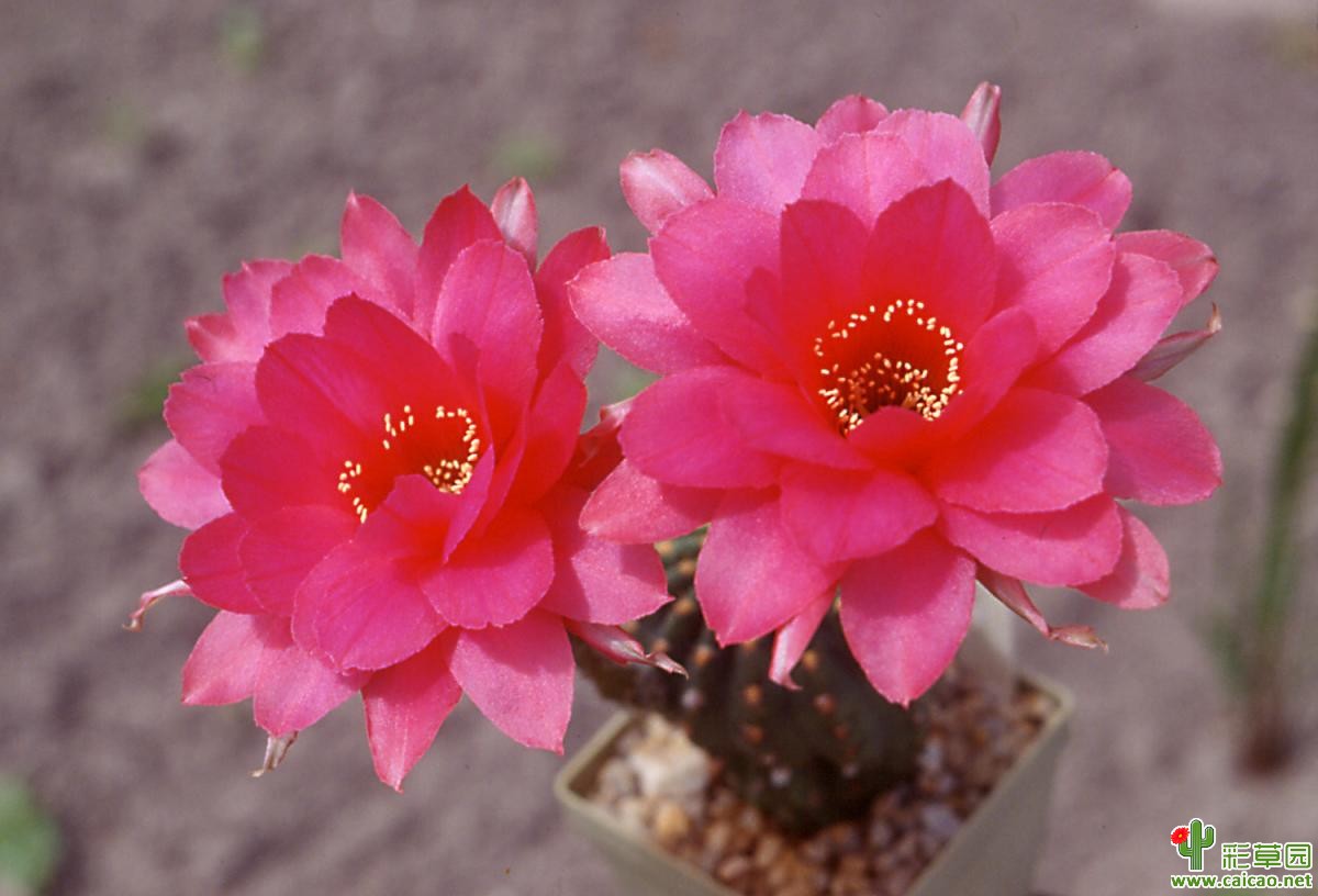 红色天鹅绒(Roter Samt)