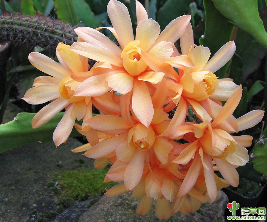 洪克斯的花环(Humkes Kränzchen)