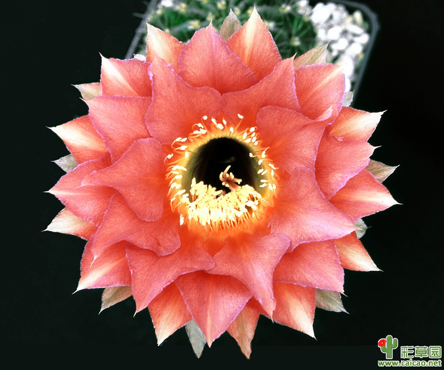 黑桃(Pik As) 200